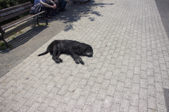 IMG_1537